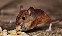 24 Hour & Emergency Exterminators in Dardenne Prairie, MO